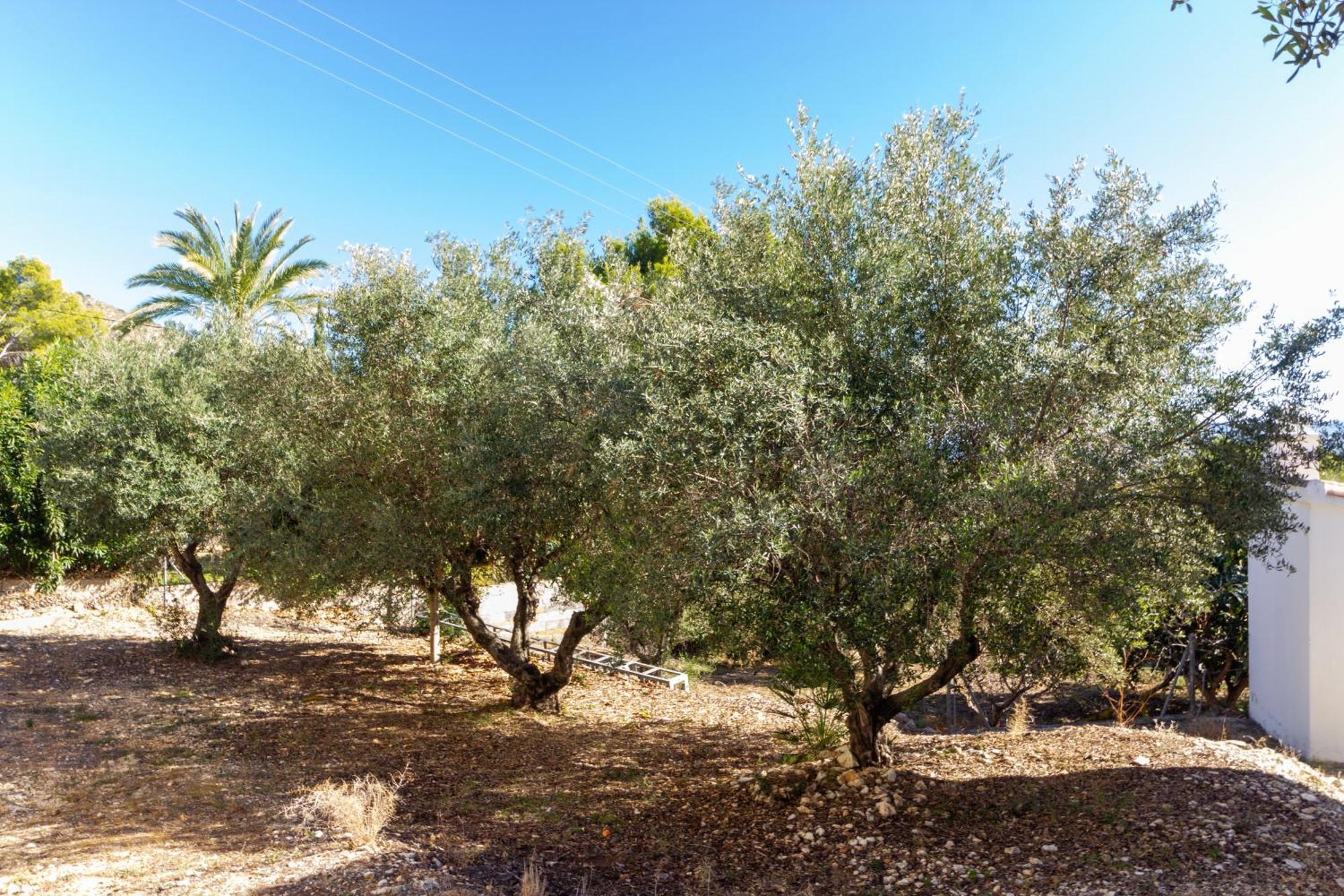 Olivos Con Piscina Ferienhaus Jávea
